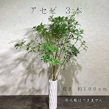 フラワーベース 込み アセビ 枝物 インテリア 装飾 生花 馬酔木 オシャレ 枝 楽天市場】枝もの アセビ 馬酔木 切花 生花 枝 枝物 80cm